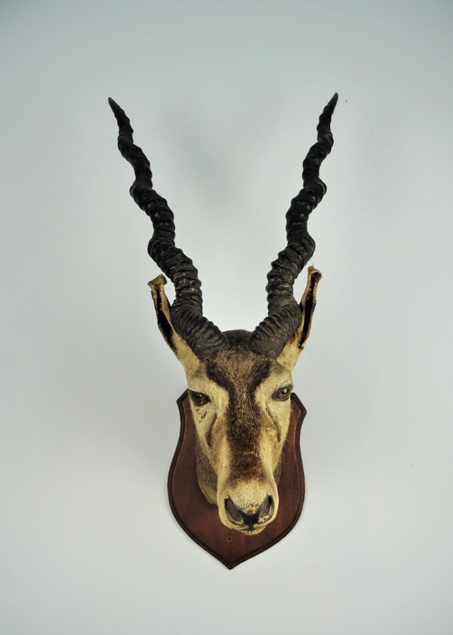 EDWARD GERRARD & SONS TAXIDERMY BLACKBUCK TROPHY HEAD